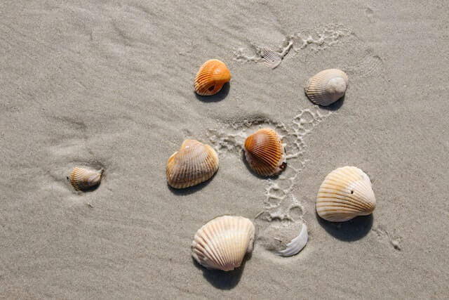 seashells on the beach collected at end of summer to reduce anxiety