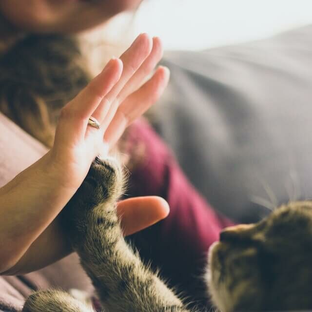 Young adult woman sitting down touching the paw of a cat